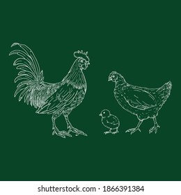 Vector Chalk Set of Poultry Birds. Rooster, Chick and Hen. Chicken Illustrations.