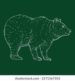 Vector Chalk Sketch Bear. Side View Hand Drawn Illustration