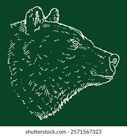 Vector Chalk Sketch Bears Head Hand Drawn Illustration