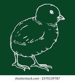 Vector Chalk Sketch Chick. Hand Drawn Illustration of Chicken Baby.