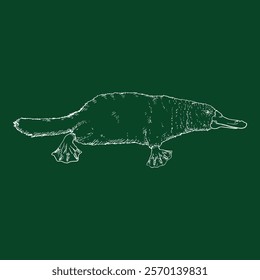 Vector Chalk Sketch of Duckbill. Platypus Outline Illustration