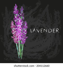 vector chalk sketch of fresh lavender bunch on blackboard