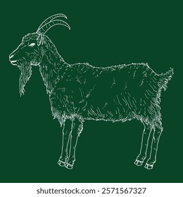 Vector Chalk Sketch Goat. Side View He-goat Illustration