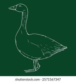 Vector Chalk Sketch Goose. Poultry Hand Drawn Illustration