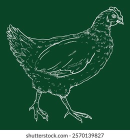 Vector Chalk Sketch Hen. Poultry Hand Drawn Illustration.