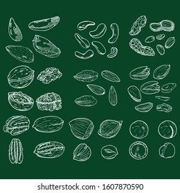 Vector Chalk Sketch Set of Nuts. All Types of Edible Nuts.