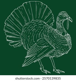 Vector Chalk Sketch Turkey. Farm Bird Illustration.