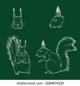 Vector Chalk Sketches of Squirrels. Side and Front View