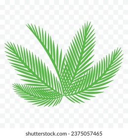 Vector chamaedorea sobre fondo transparente.