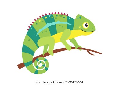 Vector chameleon lizard isolated on white background, colored exotic animal, illustration of chameleon sitting on branch