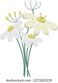 Vector chamomile bouquet of white and yellow wild flowers isolated on transparent background. Medical herbs