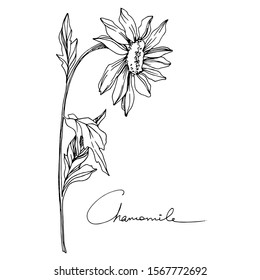 Vector Chamomile floral botanical flower. Wild spring leaf wildflower isolated. Black and white engraved ink art. Isolated flowers illustration element.