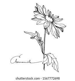 Vector Chamomile floral botanical flower. Wild spring leaf wildflower isolated. Black and white engraved ink art. Isolated flowers illustration element.