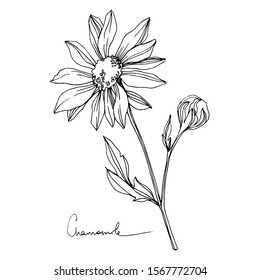 Vector Chamomile floral botanical flower. Wild spring leaf wildflower isolated. Black and white engraved ink art. Isolated flowers illustration element.