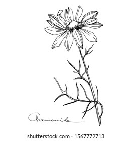 Vector Chamomile floral botanical flower. Wild spring leaf wildflower isolated. Black and white engraved ink art. Isolated flowers illustration element.