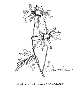 Vector Chamomile floral botanical flowers. Wild spring leaf wildflower isolated. Black and white engraved ink art. Isolated flower illustration element.