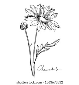 Vector Chamomile floral botanical flowers. Wild spring leaf wildflower isolated. Black and white engraved ink art. Isolated flower illustration element.