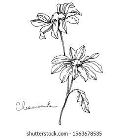 Vector Chamomile floral botanical flowers. Wild spring leaf wildflower isolated. Black and white engraved ink art. Isolated flower illustration element.