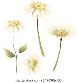 Vector chamomile flower illustration set, graphic  flora, daisy wildflowers clipart