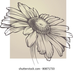 Vector chamomile flower isolated