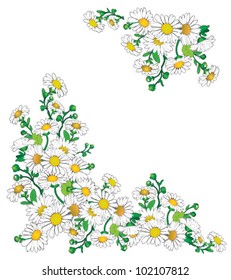 vector chamomile flower isolated on white