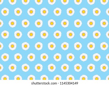 vector chamomile flower on the blue background. space for text.