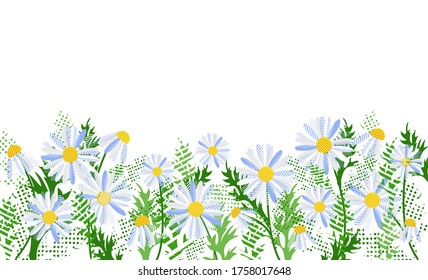 Vector chamomile flowers with green leaves panorama on a white background. Spring landscape. For use on website, banner, poster, school, children. Vector illustration