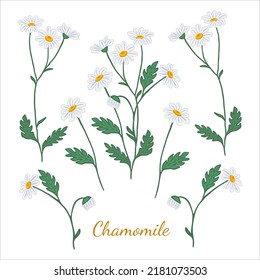 Vector chamomile flowers vector illustration, design for herbal tea, natural cosmetics, health care products, aromatherapy, homeopathy.