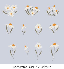 Vector chamomile. Flowers set of daises.