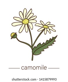 Vector chamomile icon. Colored wild flower illustration. Colored cartoon style honey plant isolated on white background
