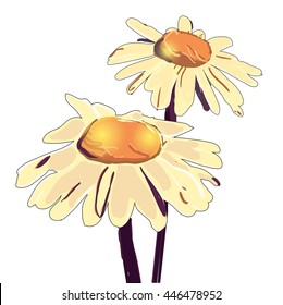 Vector chamomile illustration. Hand drawn flower. Camomile with artistic abstract effect. daisy wheel isolated on white background