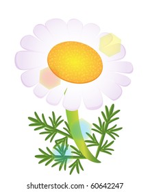 a vector chamomile isolated
