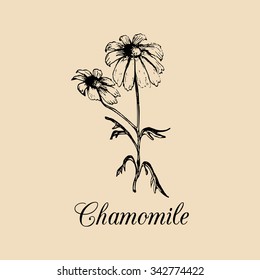 Vector chamomile with leaves and flowers illustration. Hand drawn botanical sketch of officinalis plant branch in engraving style. Daisy family medicinal, cosmetic herb logo.