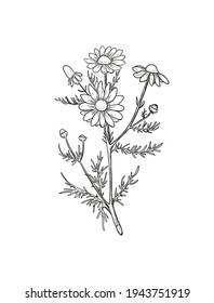 Vector Chamomile sketch.  Botanical engraved art daisy flowers. Matricaria chamomilla medicinal plant hand drawn illustration. Pharmacy herbs for package design of cosmetics, medicine, aromatherapy. 
