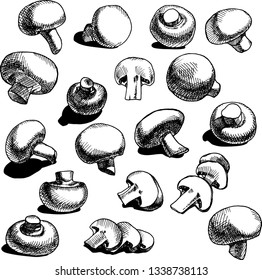 Vector champignon mushroom set