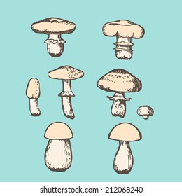  vector champignon mushroom set