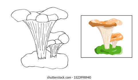 Vector chanterelle mushroom picture. Outline stroke. Colouring pages for children. Game and education. Beautiful cartoon style.
