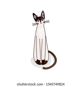 Vector Character of Balinese Cat in Kawaii Style. Cute Cartoon Kitty Character. Funny Kitten isolated on White Background. Sticker of Kawaii Animal, Pet. Flat design. Usable for Children's Book