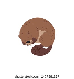 The vector character is a cute sleeping beaver with sharp teeth, a flat tail and brown fur. A cartoon-style drawing of wildlife on a white background.