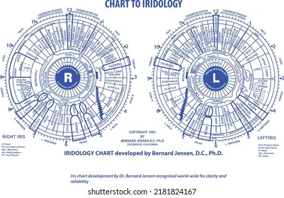 Vector Chart of Iridology by Dr. Bernards Jansen in blue color.