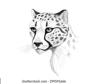 Vector cheetah pencil portrait on white background