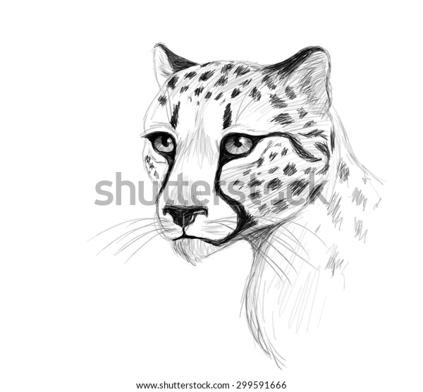 Vector Cheetah Pencil Portrait On White Stock Vector (Royalty Free