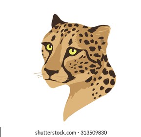 Vector cheetah portrait isolated on white background