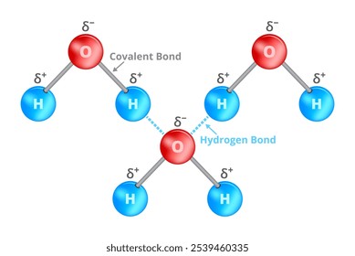 Ilustração química vetorial da ligação de hidrogênio ou ligação H na molécula de água. Força de atração dipol-dipol, interação entre um átomo de hidrogênio e átomos com alta eletronegatividade, como o oxigênio.