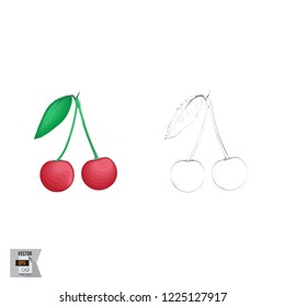 Vector Cherries Fruit Sketched and in Color Illustration that is Hand Drawn and Highly Detailed Line Art