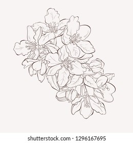 Vector cherry blooming flower isolated on white background. Element for design. Hand-drawn contour lines and strokes. Japanese sakura.