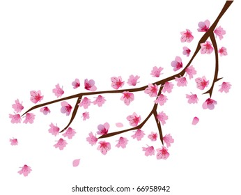 vector cherry blossom