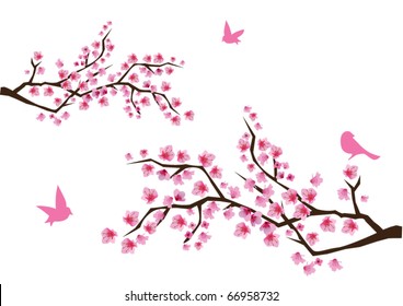 vector cherry blossom with birds