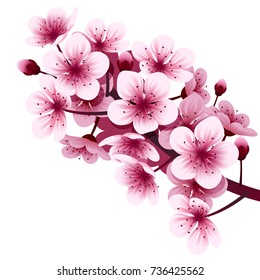 Vector, Cherry Blossom Flower