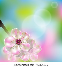 Vector cherry blossom flower